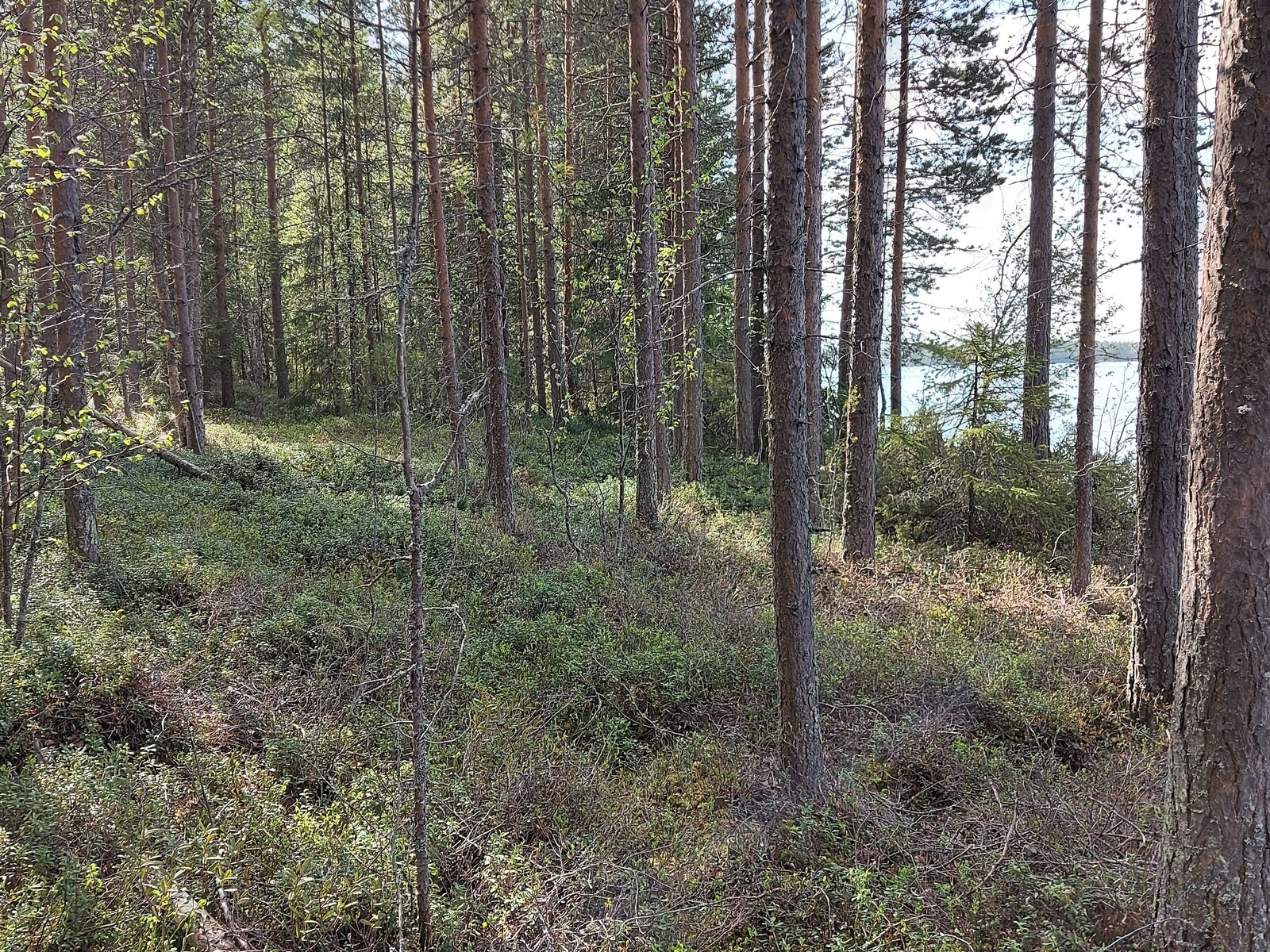 Järven läheisyydessä kasvaa mäntypuustoa, puiden välistä siintää järvi.