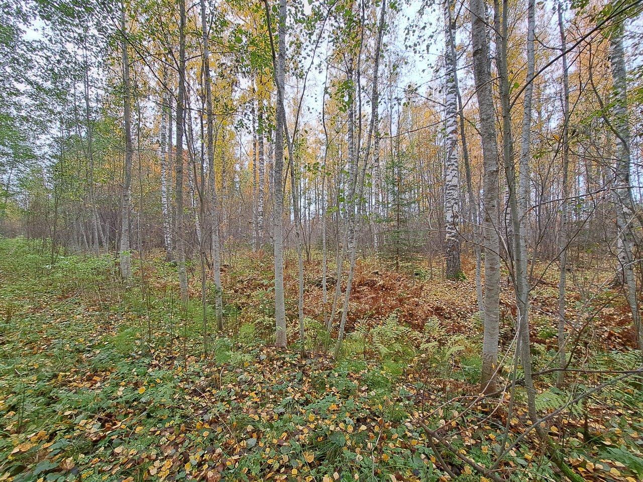 Syksyinen metsä, maassa on keltaisia lehtiä, puissa näkyy vielä vähän vihreää.