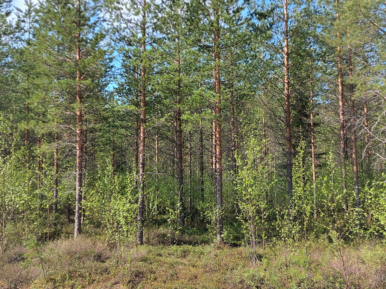 Tonttitieltä päin katsottuna mäntypuita ja pienta koivupuustoa.