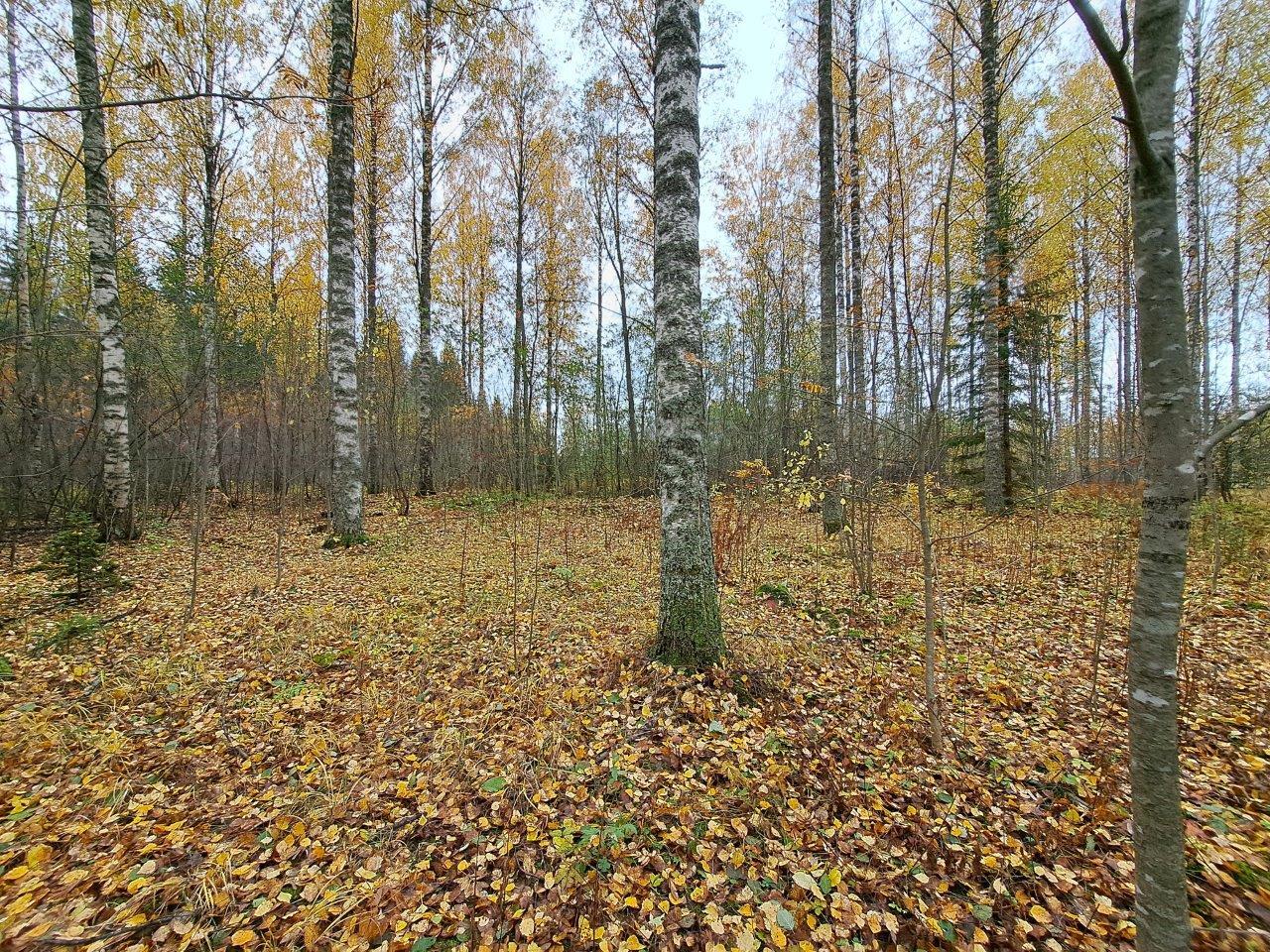 Syksyinen metsä, jossa koivut ovat tiputtaneet keltaiset lehtensä maahan.