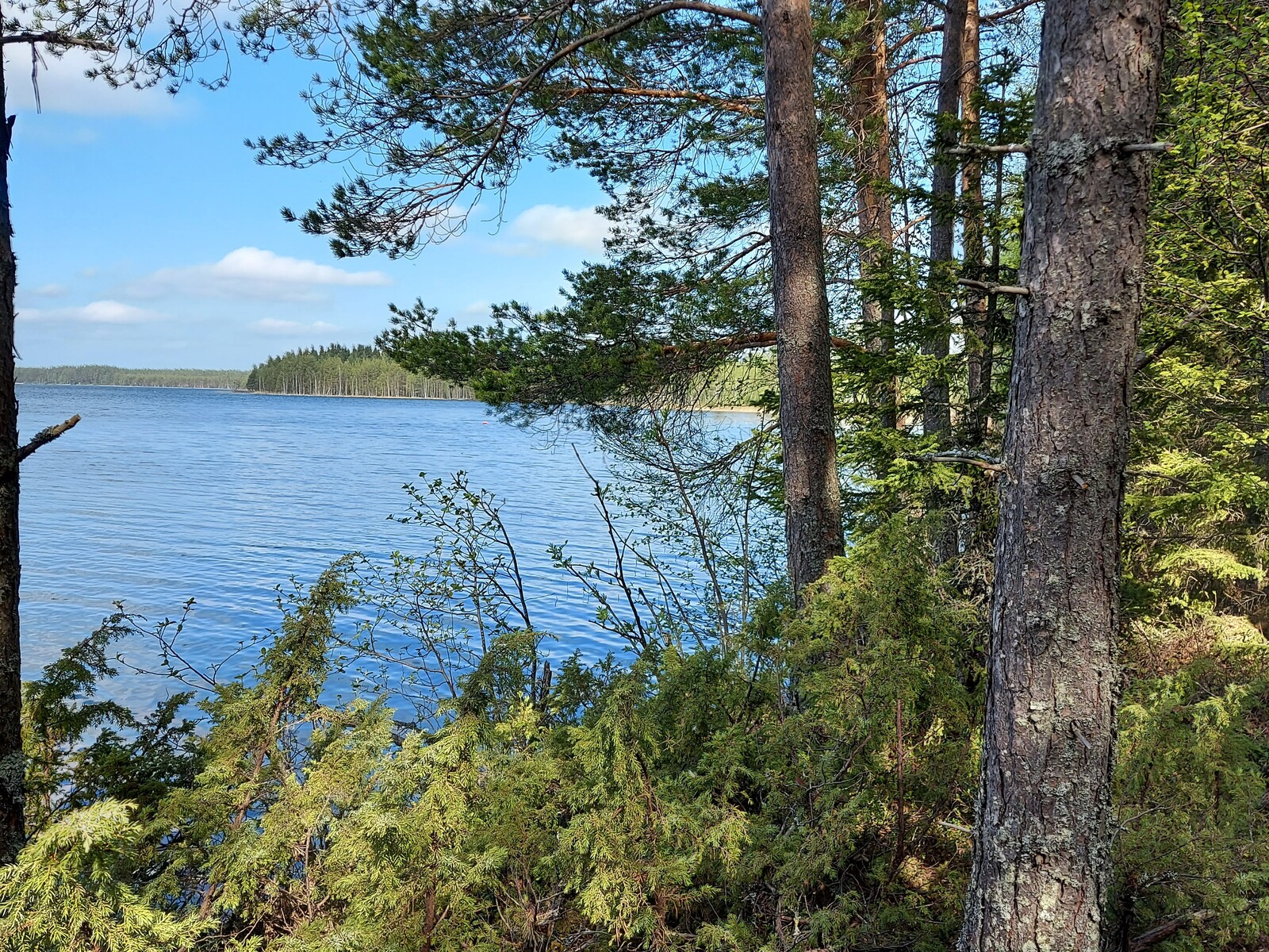 Rantatörmällä kasvaa katajaa ja mäntypuustoa.