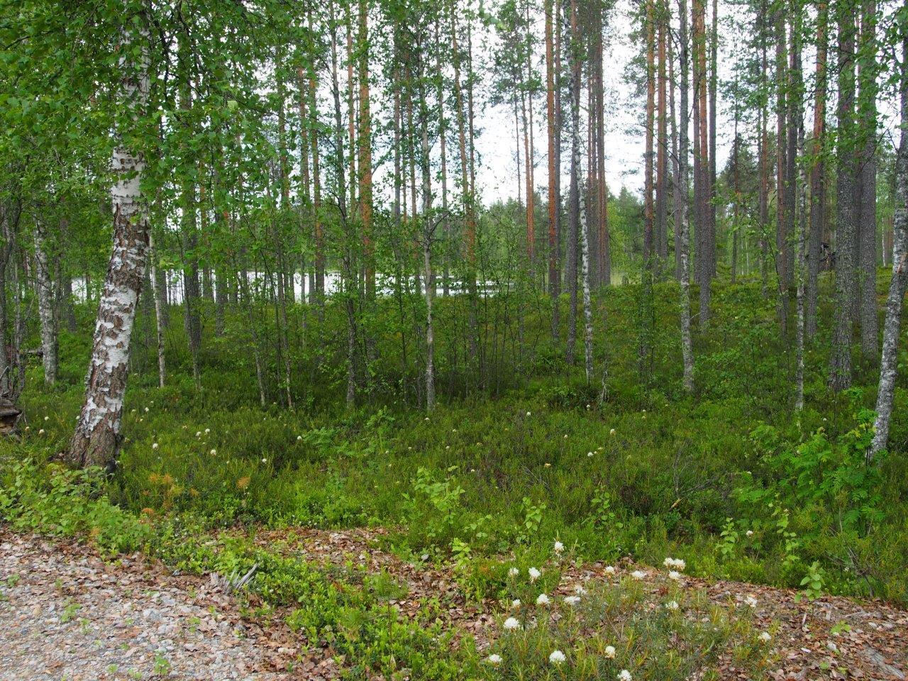 Rannalla varpujen keskellä kasvaa jykeviä mäntyjä, taustalla pilkottaa järvi.