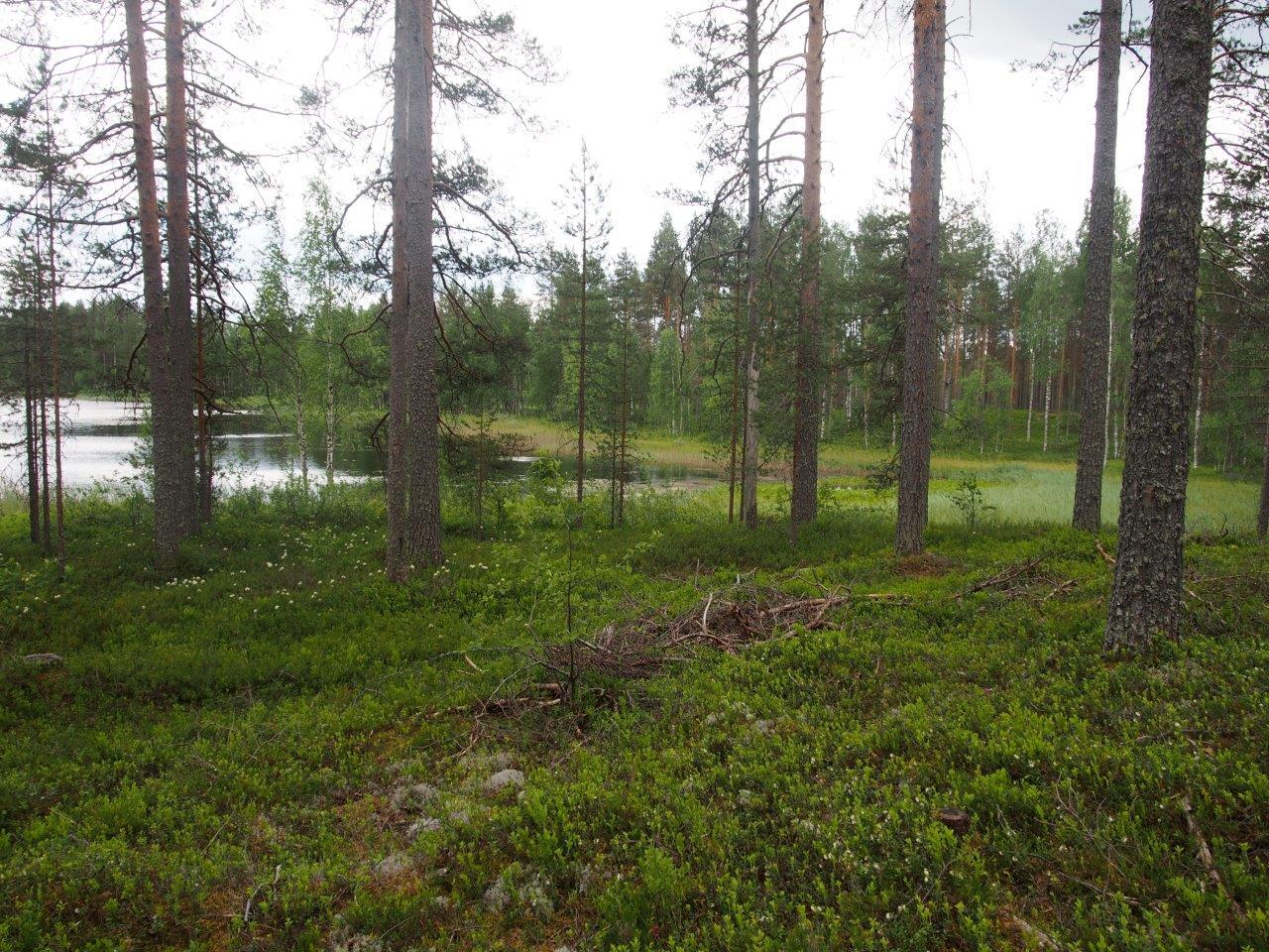 Rannalla varpujen keskellä kasvaa jykeviä mäntyjä, taustalla pilkottaa järvi.