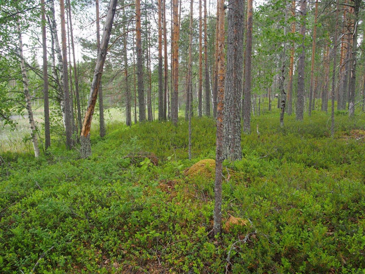 Rannalla varpujen keskellä kasvaa jykeviä mäntyjä, taustalla pilkottaa järvi.