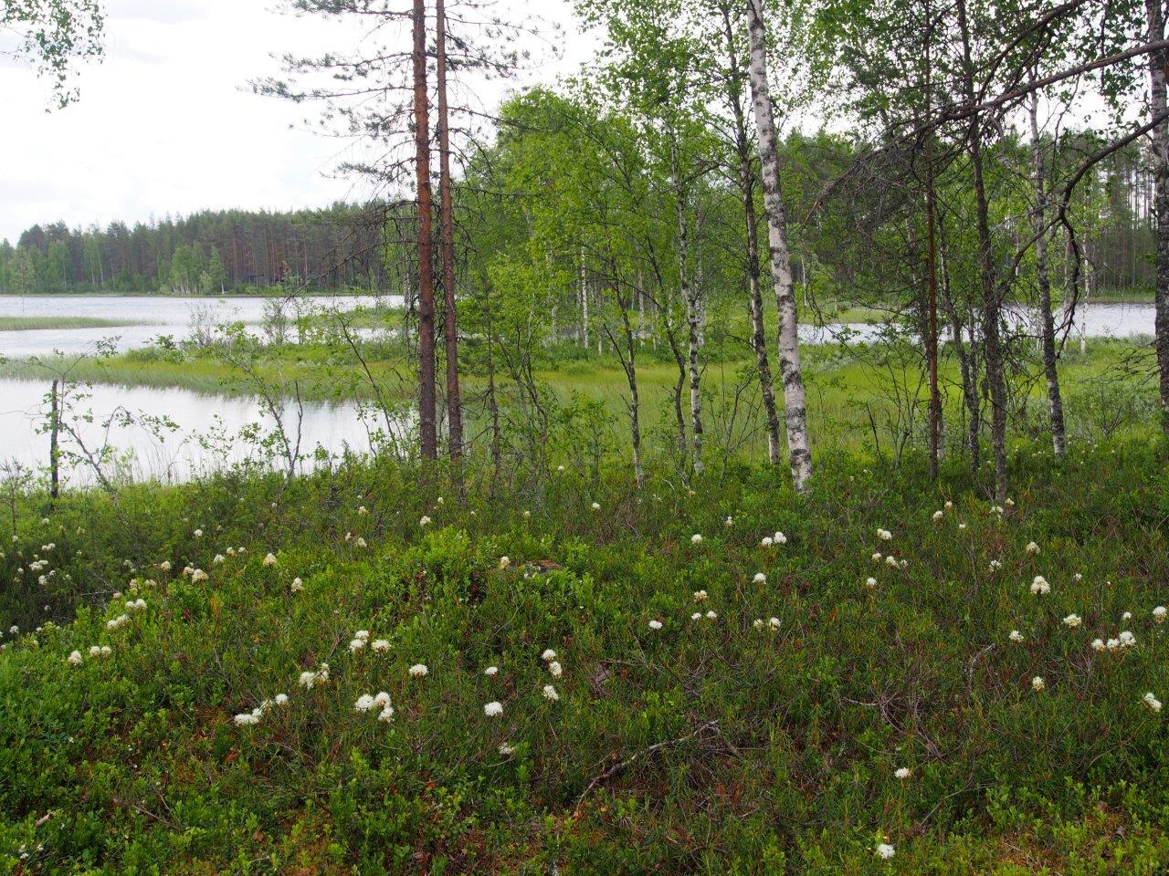 Tupasvilloja rannalla varpujen keskellä, taustalla näkyy järvi.