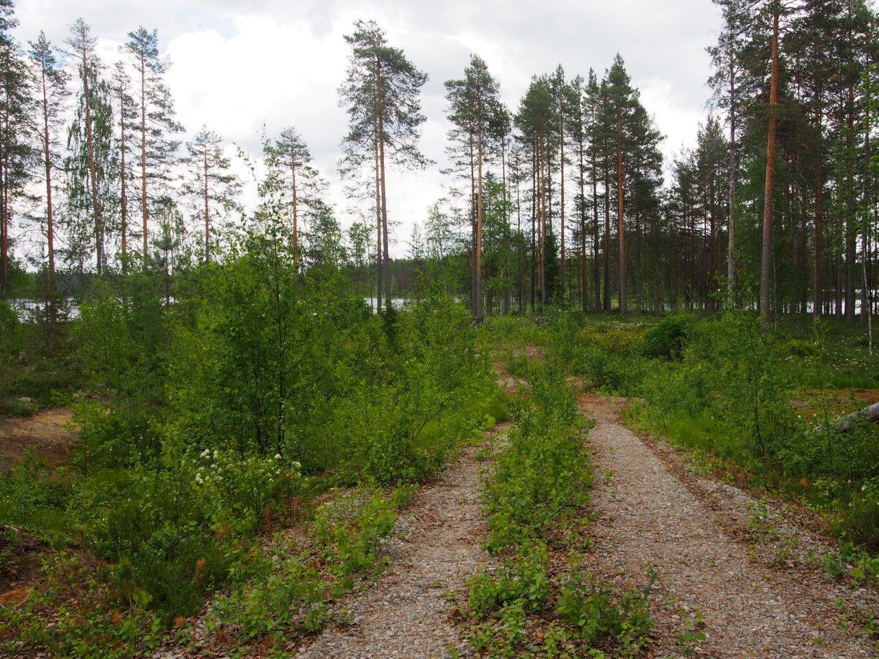 Keskiosastaan hieman rehevöitynyt soratie, taustalla harvakselleen puita ja järvi.