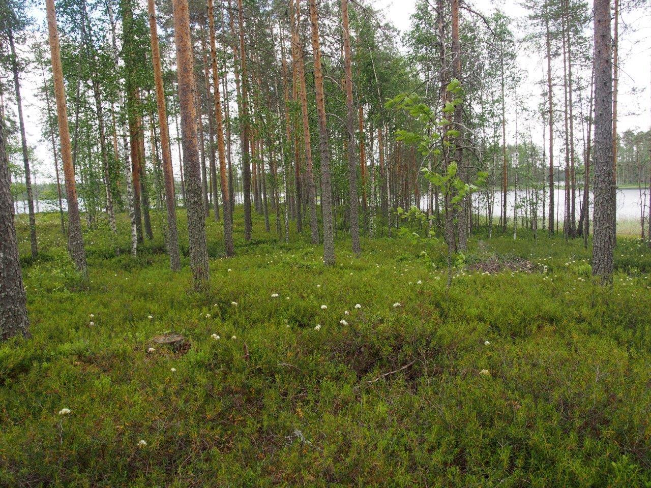 Tupasvilloja ja mäntyjä rannalla varpujen keskellä, taustalla näkyy järvi.