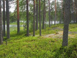 Rannalla varpujen keskellä kasvaa jykeviä mäntyjä, taustalla pilkottaa järvi.