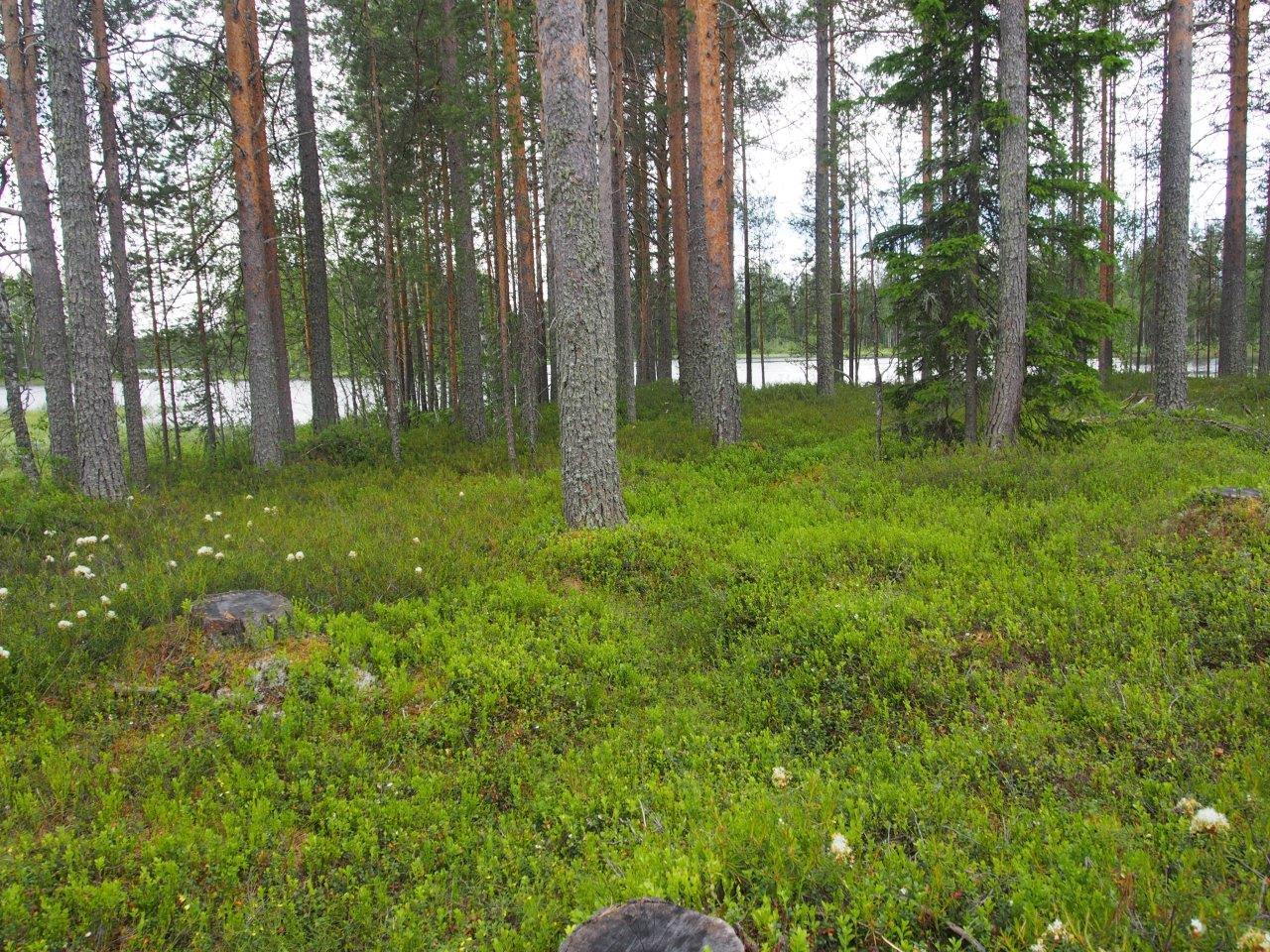 Rannalla varpujen keskellä kasvaa jykeviä mäntyjä, taustalla pilkottaa järvi.