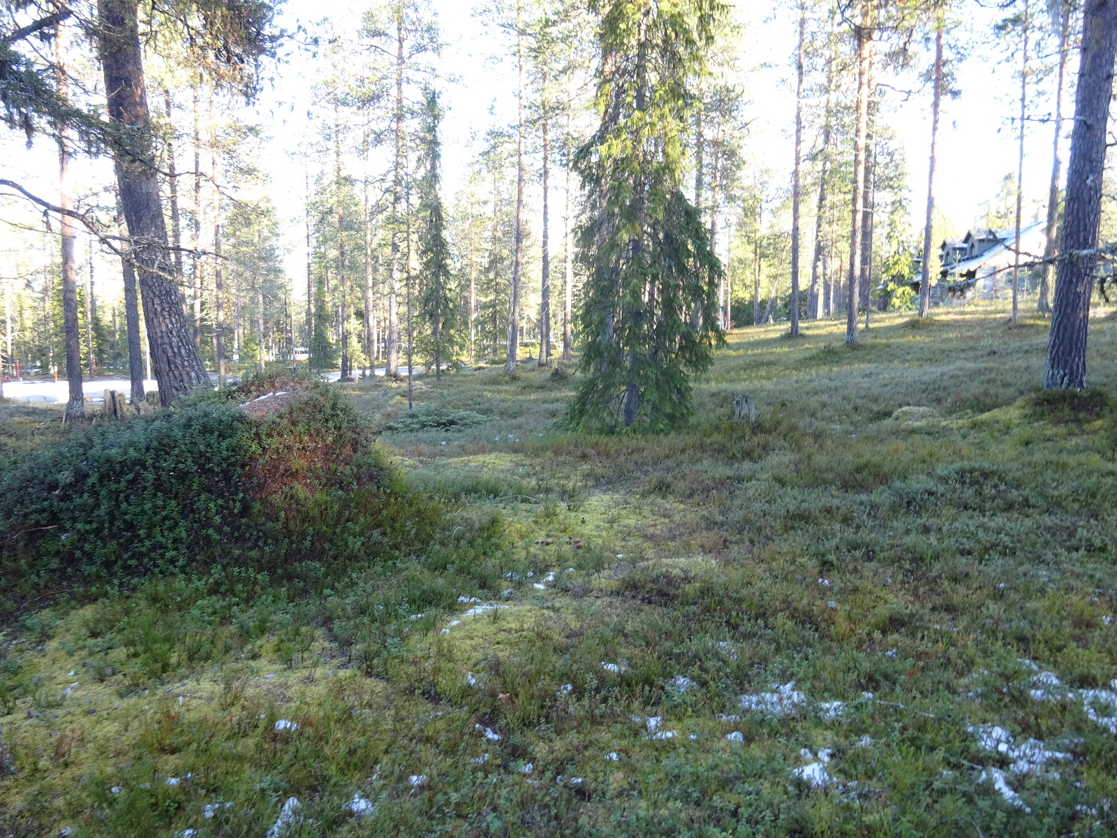 Valokuvassa näkyy mm. tontilla kasvavia puita ja muuta kasvillisuutta.