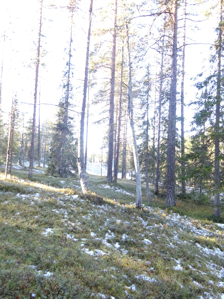 Valokuvassa näkyy mm. tontilla kasvavia puita ja muuta kasvillisuutta.