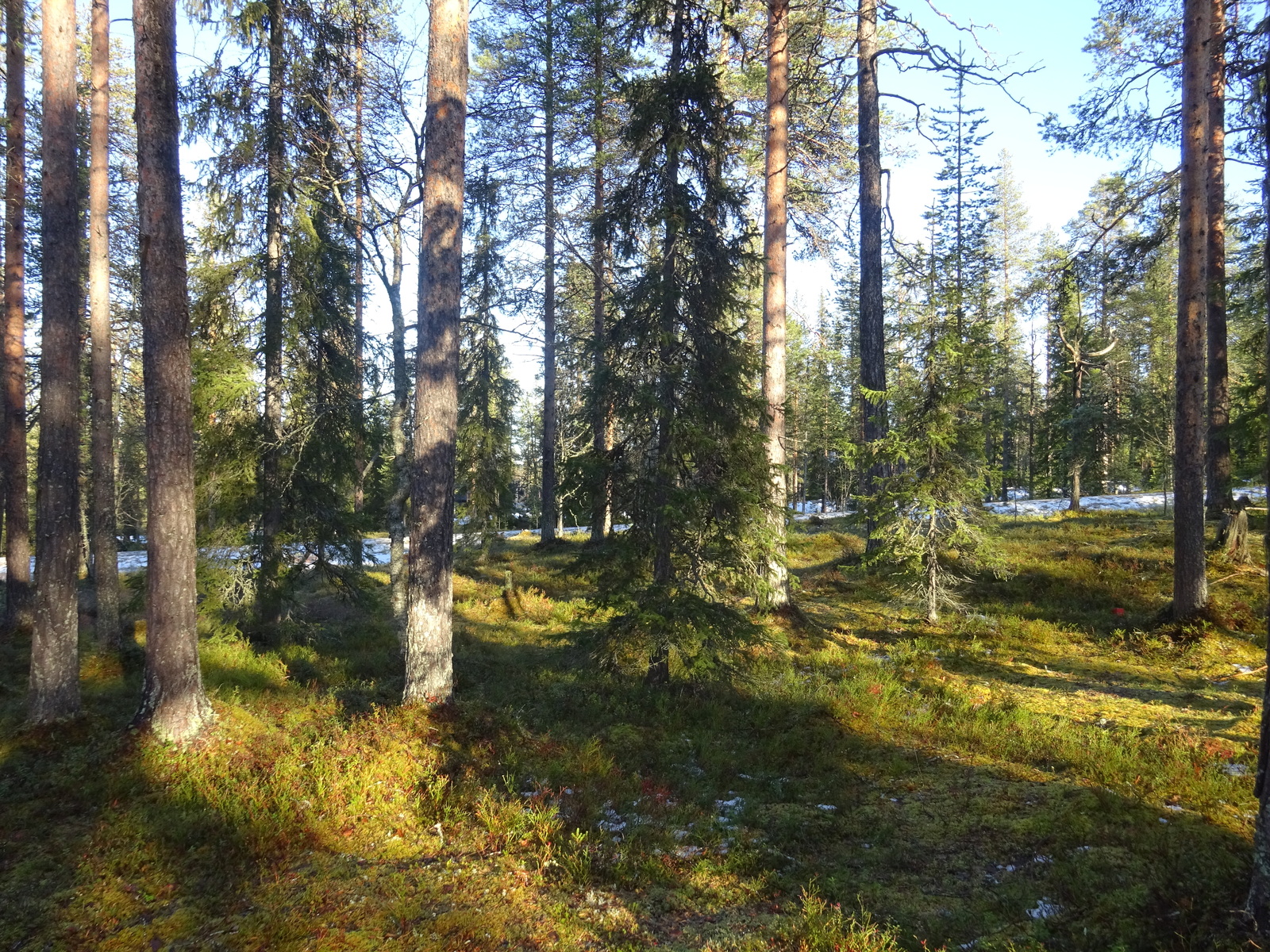 Valokuvassa näkyy mm. tontilla kasvavia puita ja muuta kasvillisuutta.