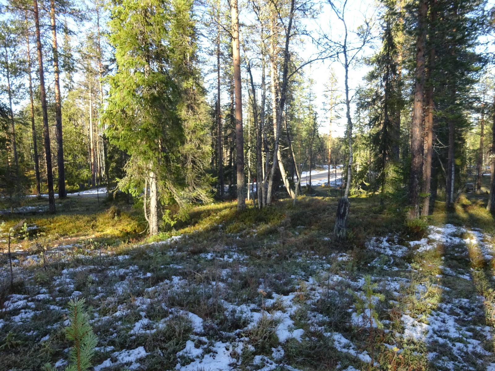 Valokuvassa näkyy mm. tontilla kasvavia puita ja muuta kasvillisuutta.