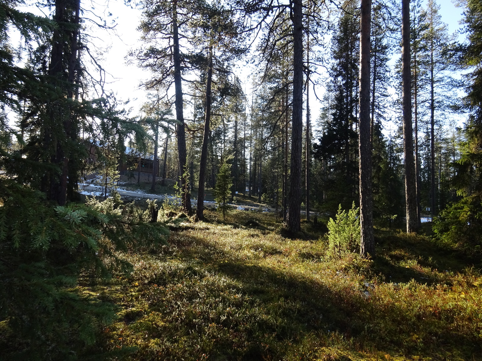 Valokuvassa näkyy mm. tontilla kasvavia puita ja muuta kasvillisuutta.