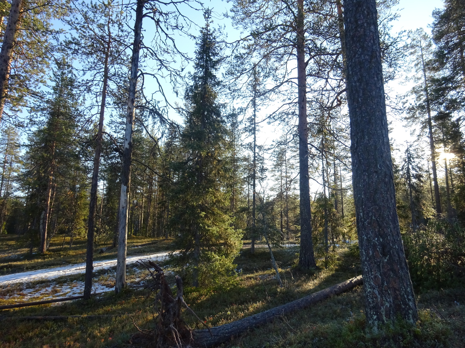 Valokuvassa näkyy mm. tontilla kasvavia puita ja muuta kasvillisuutta.