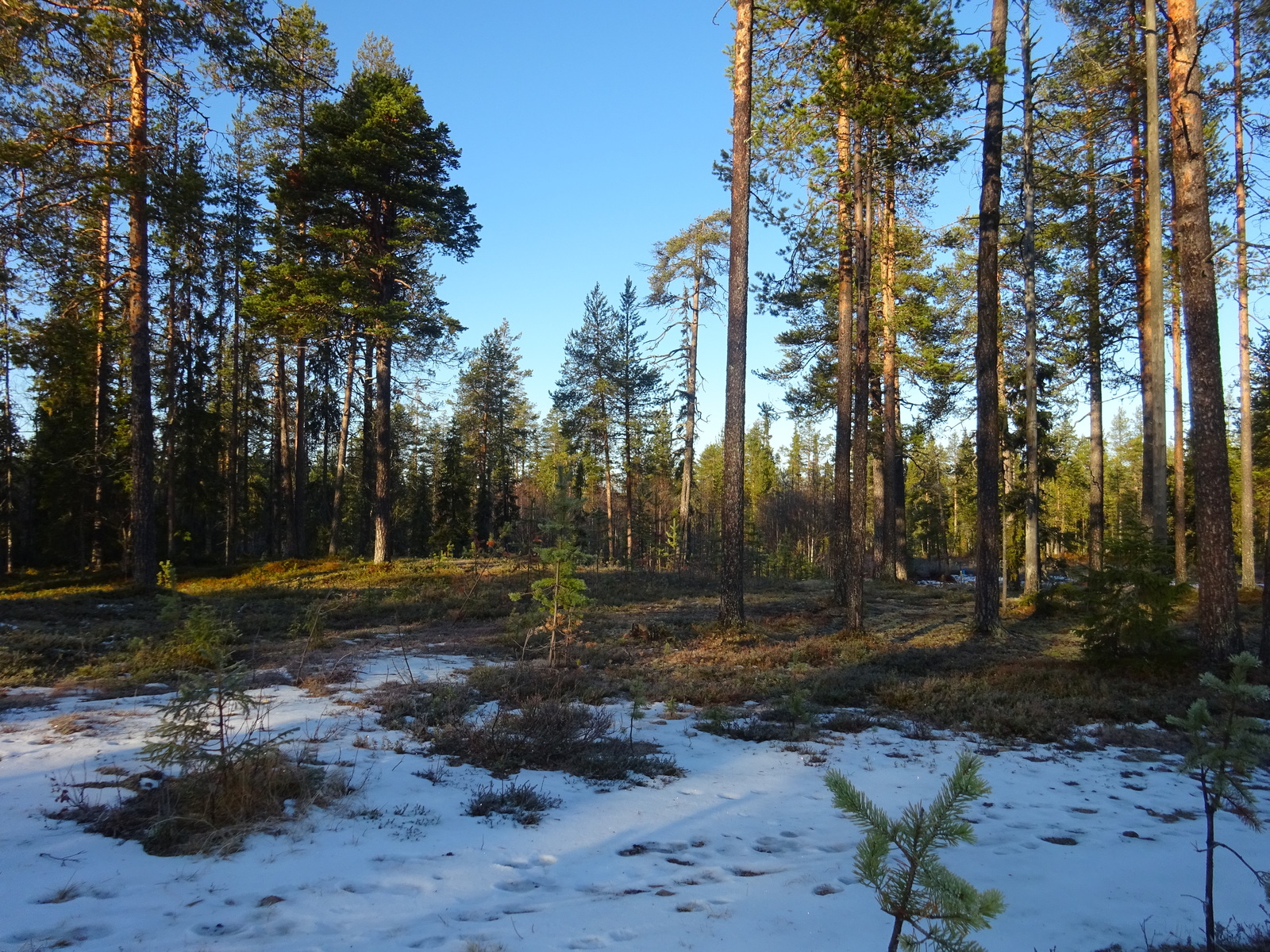 Valokuvassa näkyy mm. tontilla kasvavia puita ja muuta kasvillisuutta.