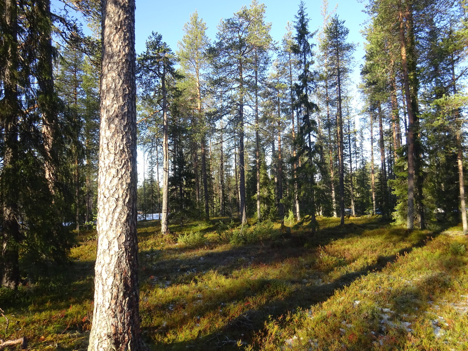 Valokuvassa näkyy mm. tontilla kasvavia puita ja muuta kasvillisuutta.