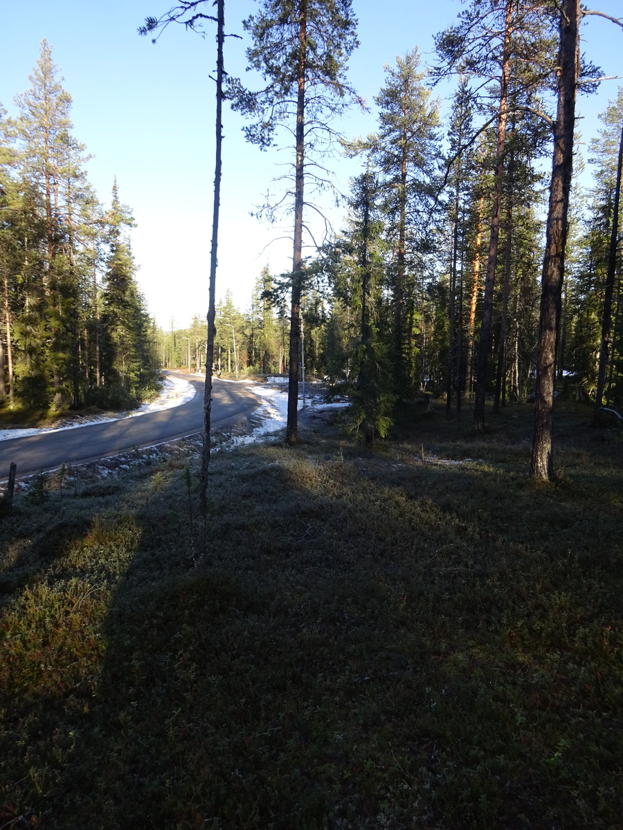 Valokuvassa näkyy mm. tontilla kasvavia puita ja muuta kasvillisuutta.