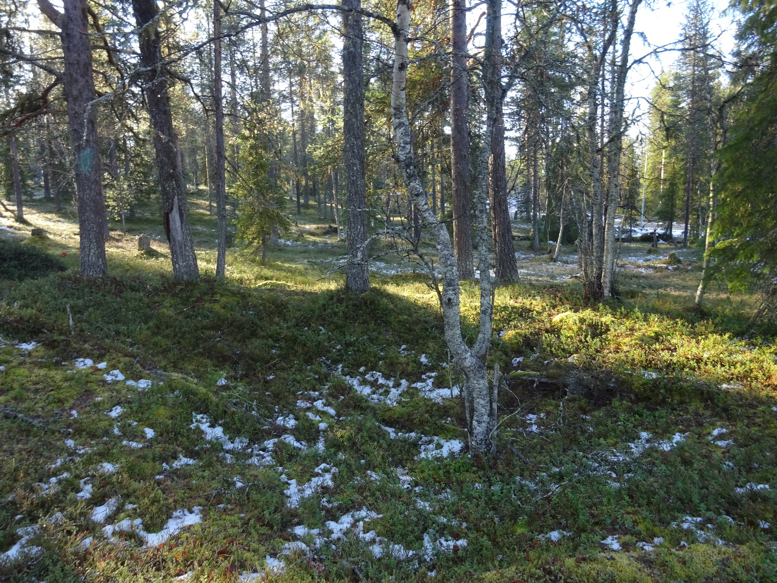 Valokuvassa näkyy mm. tontilla kasvavia puita ja muuta kasvillisuutta.