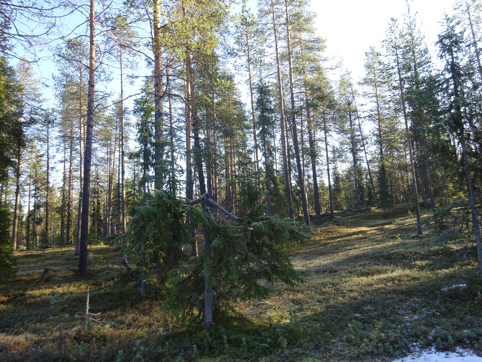 Valokuvassa näkyy mm. tontilla kasvavia puita ja muuta kasvillisuutta.