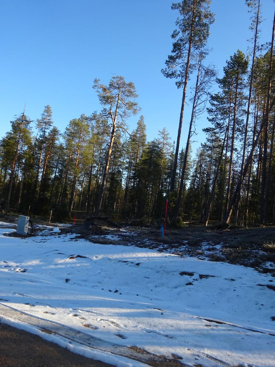 Valokuvassa näkyy mm. tontilla kasvavia puita ja muuta kasvillisuutta.