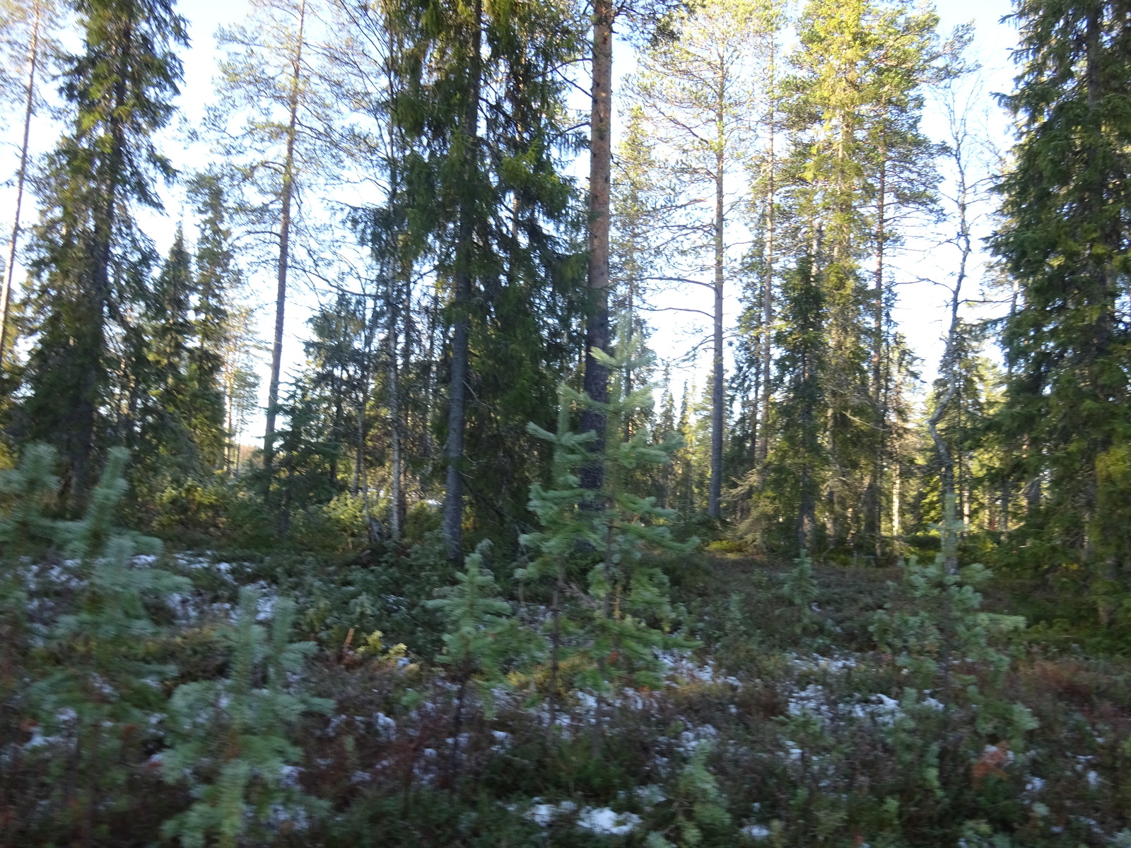 Valokuvassa näkyy mm. tontilla kasvavia puita ja muuta kasvillisuutta.