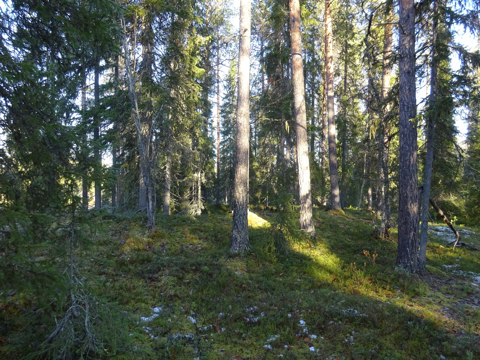 Valokuvassa näkyy mm. tontilla kasvavia puita ja muuta kasvillisuutta.