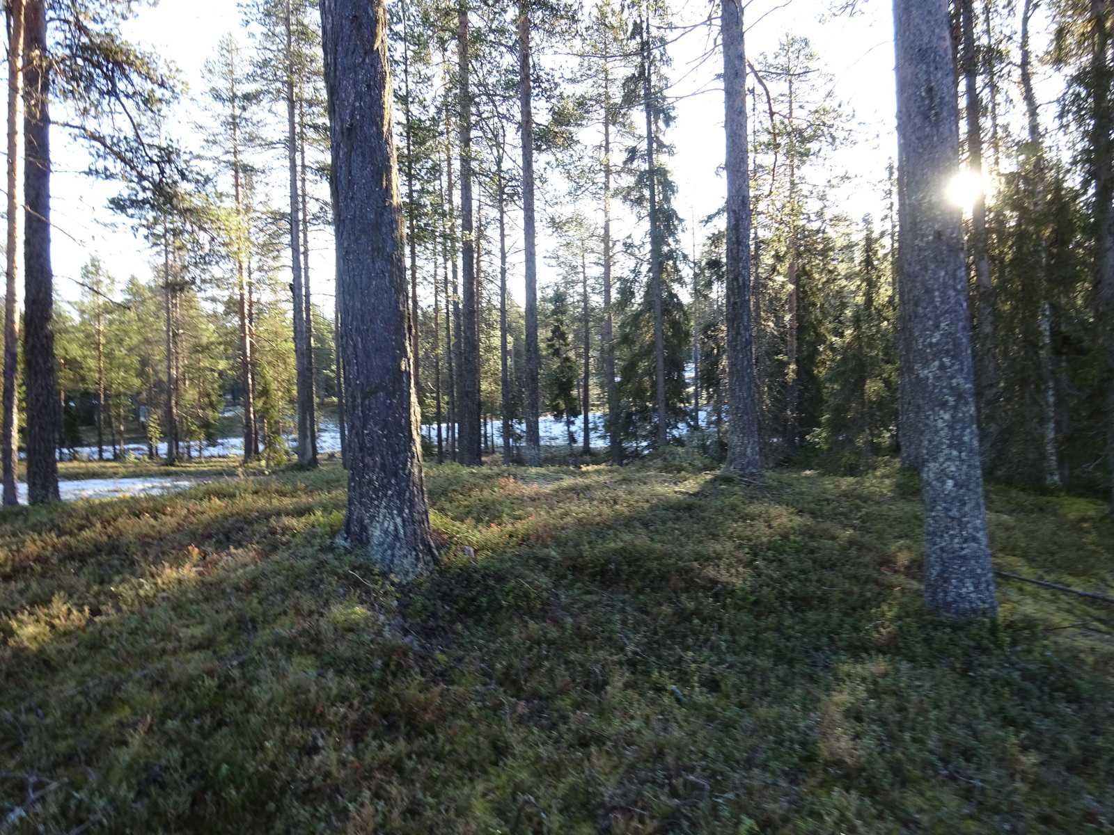 Valokuvassa näkyy mm. tontilla kasvavia puita ja muuta kasvillisuutta.