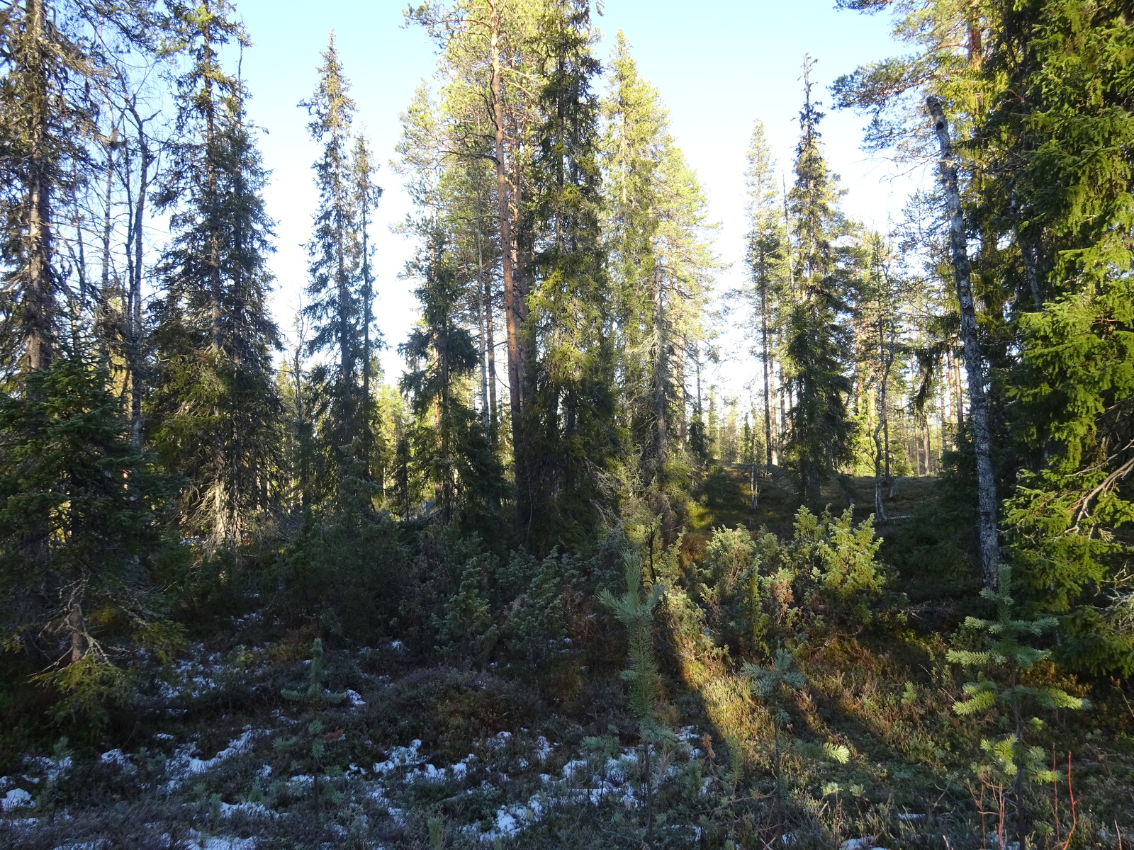 Valokuvassa näkyy mm. tontilla kasvavia puita ja muuta kasvillisuutta.