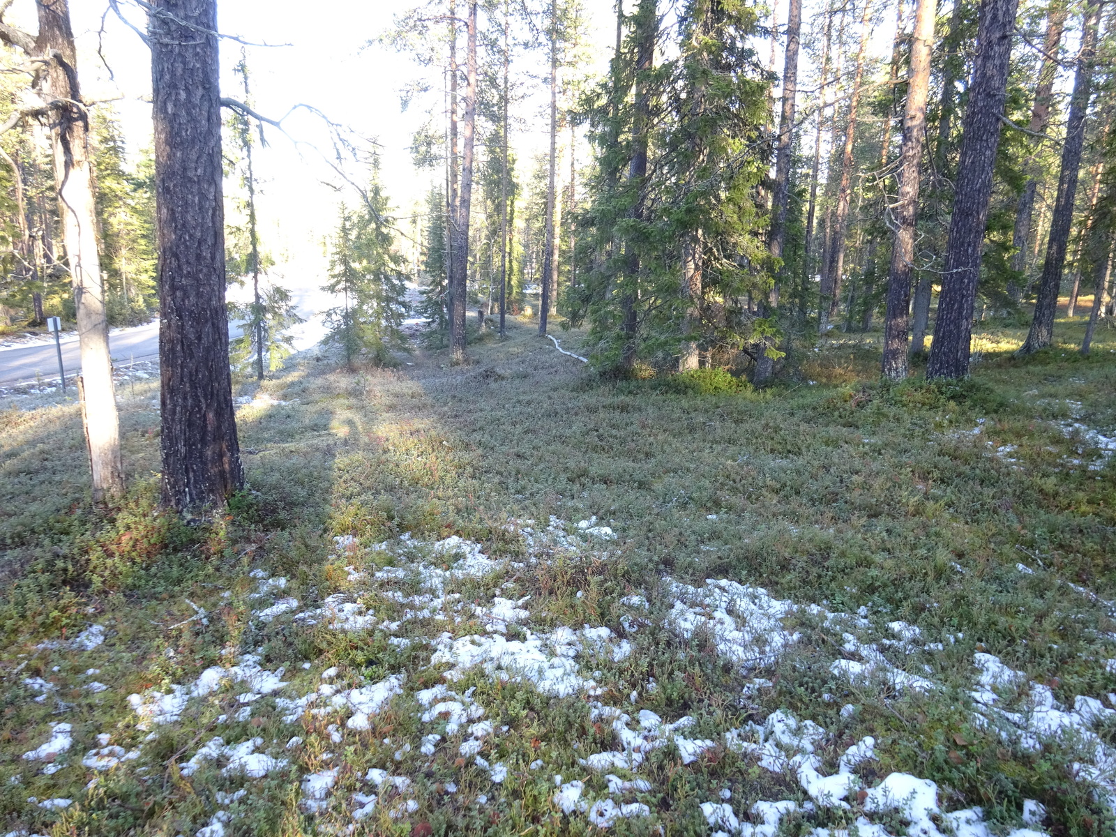 Valokuvassa näkyy mm. tontilla kasvavia puita ja muuta kasvillisuutta.