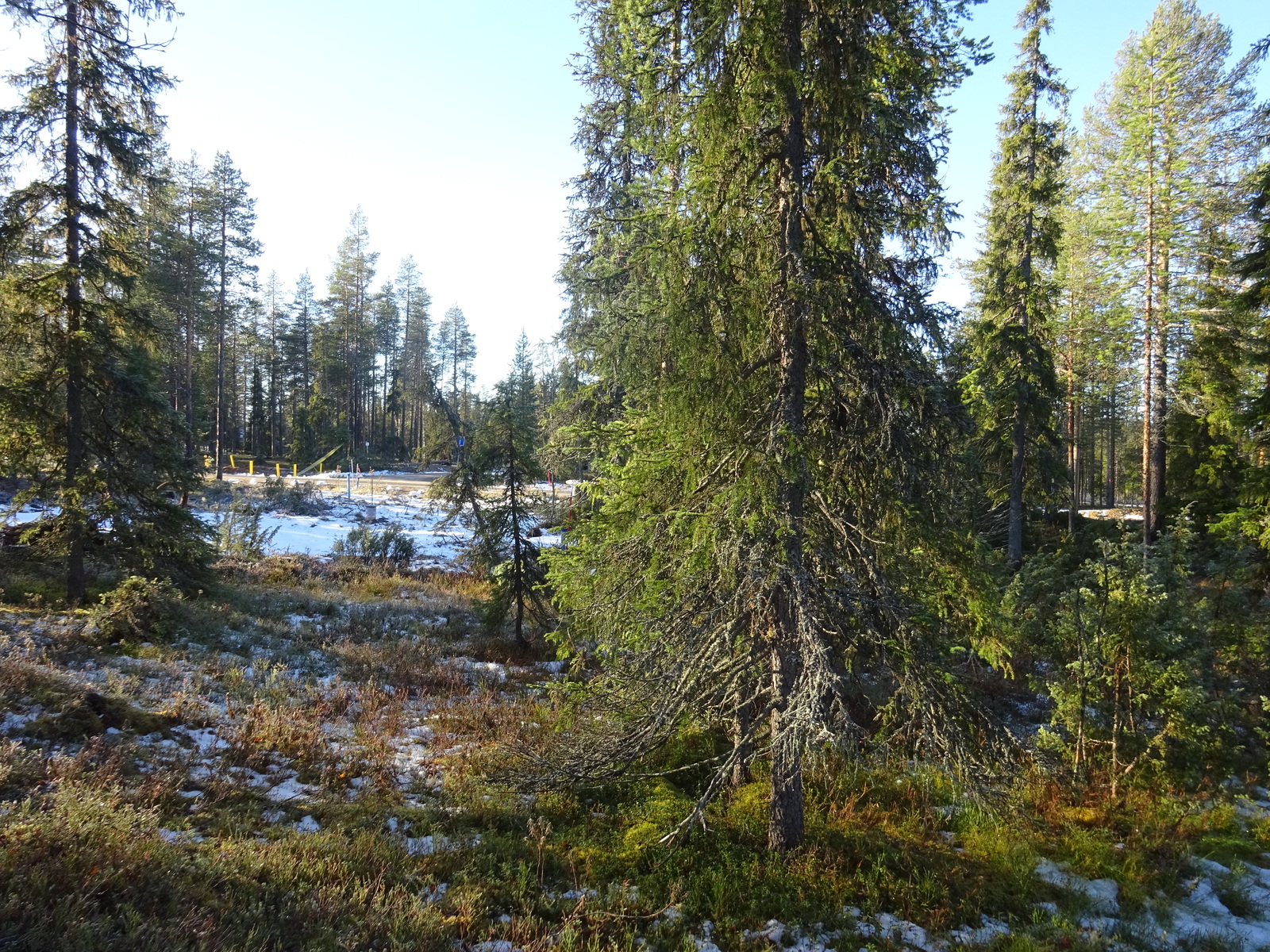 Valokuvassa näkyy mm. tontilla kasvavia puita ja muuta kasvillisuutta.