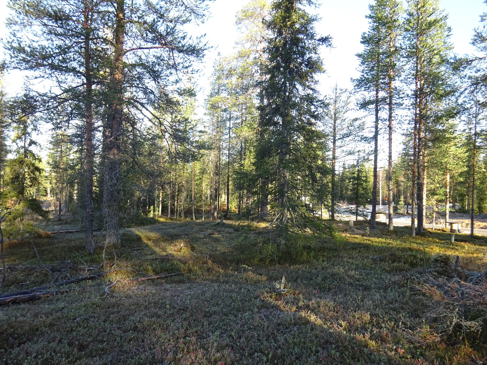 Valokuvassa näkyy mm. tontilla kasvavia puita ja muuta kasvillisuutta.