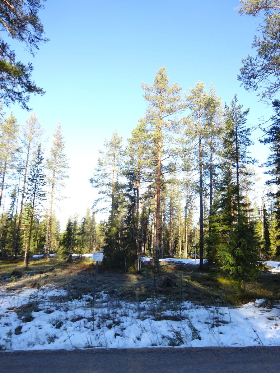 Valokuvassa näkyy mm. tontilla kasvavia puita ja muuta kasvillisuutta.