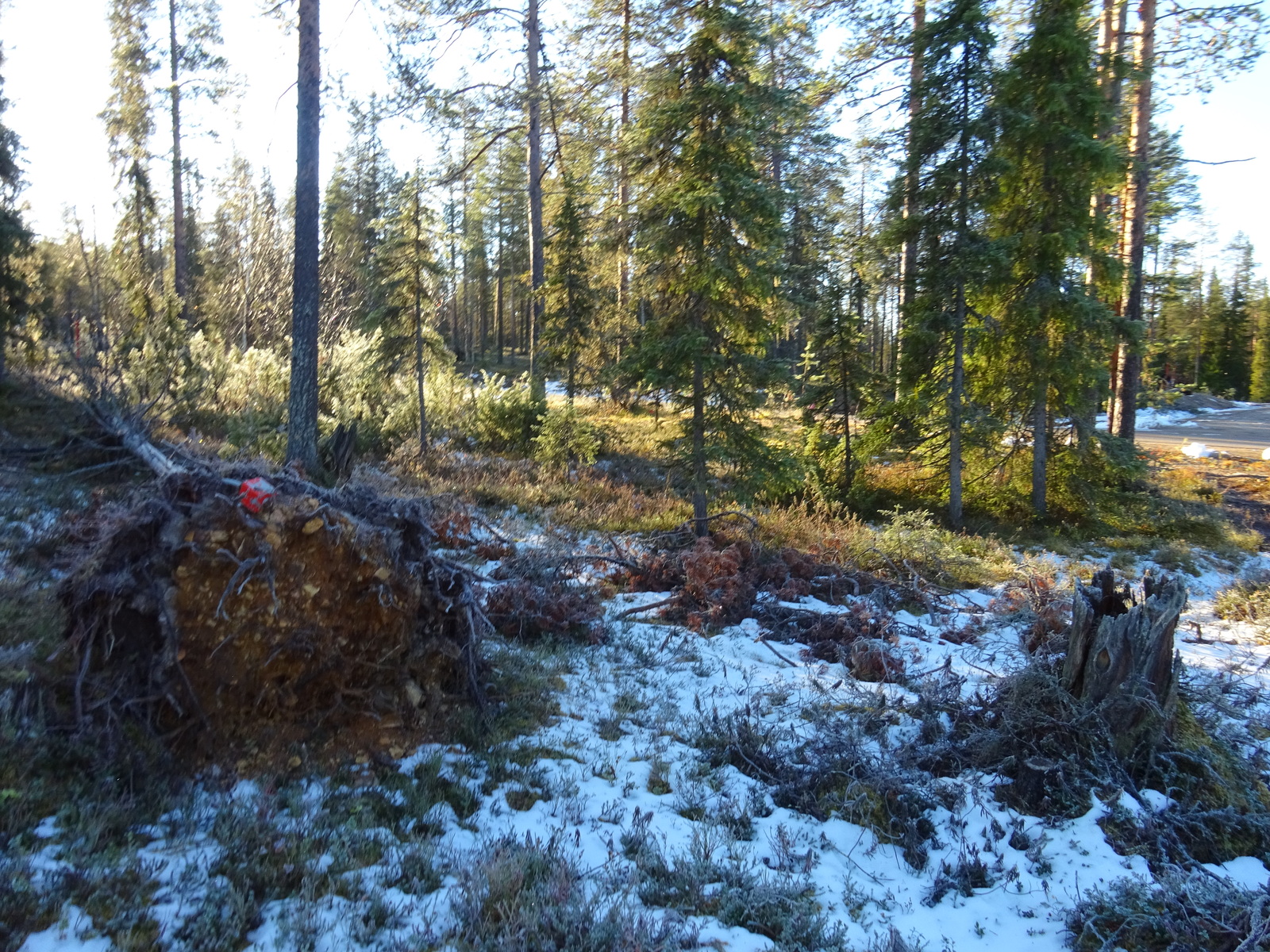 Valokuvassa näkyy mm. tontilla kasvavia puita ja muuta kasvillisuutta.