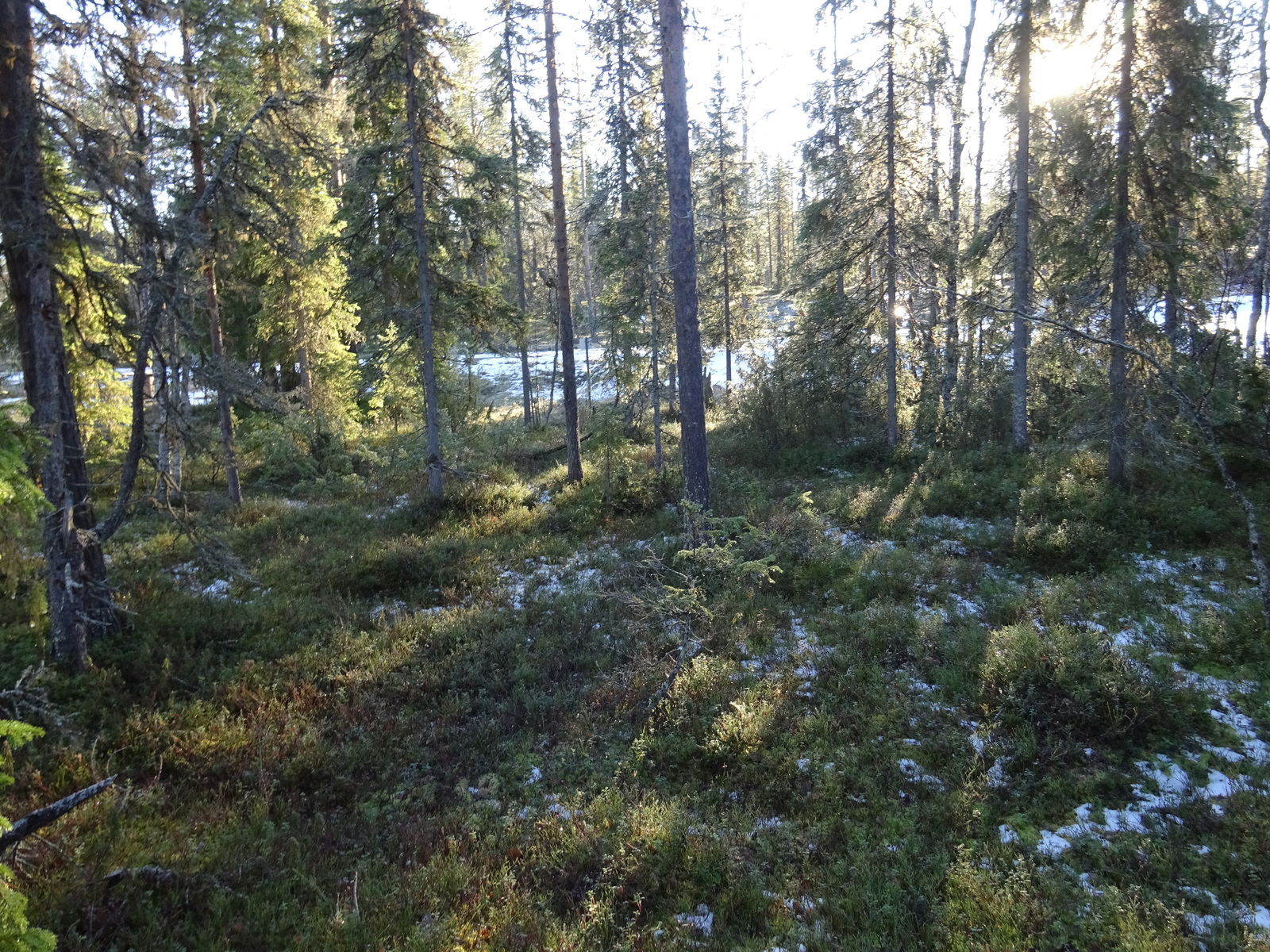 Valokuvassa näkyy mm. tontilla kasvavia puita ja muuta kasvillisuutta.