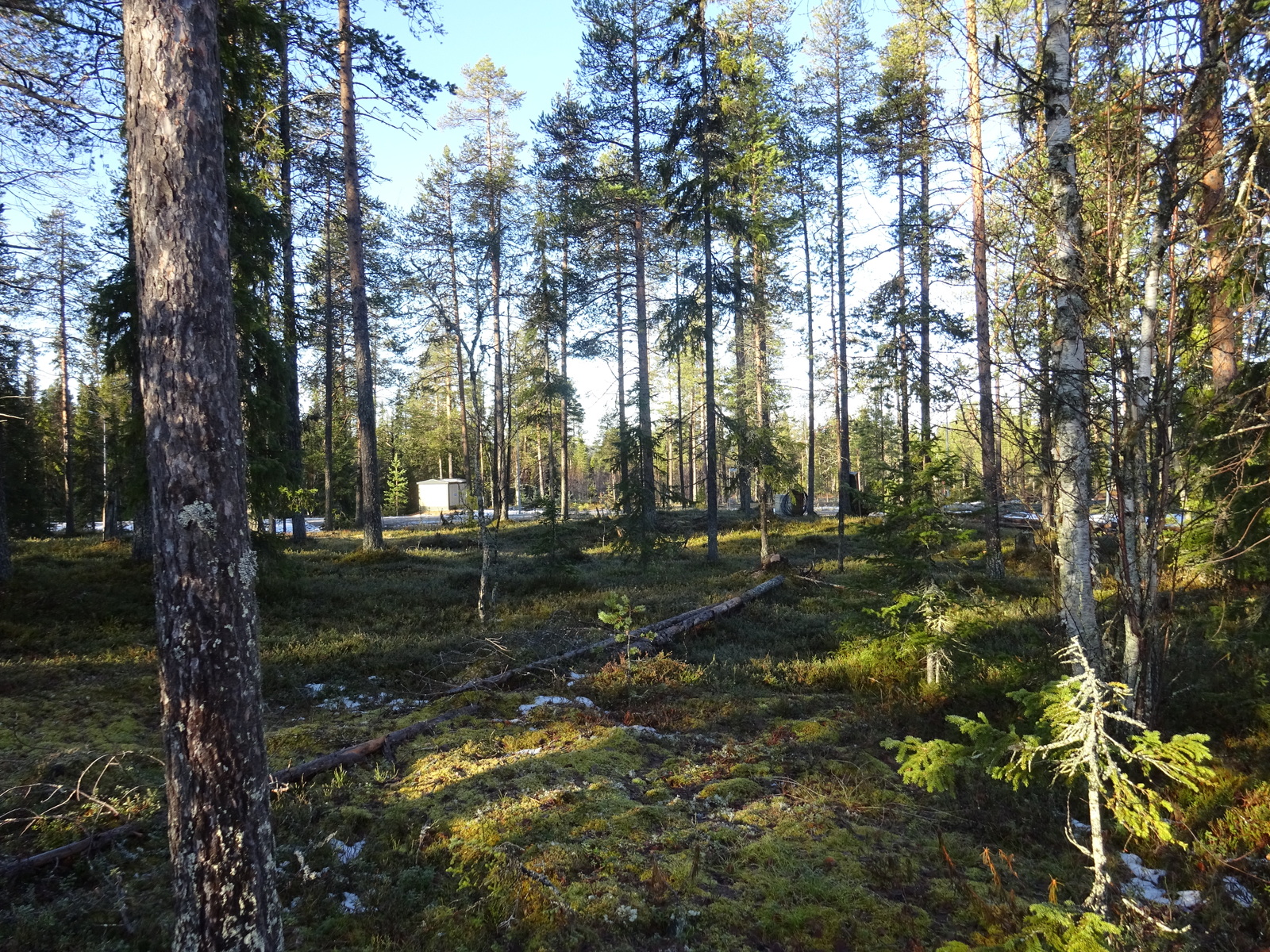 Valokuvassa näkyy mm. tontilla kasvavia puita ja muuta kasvillisuutta.