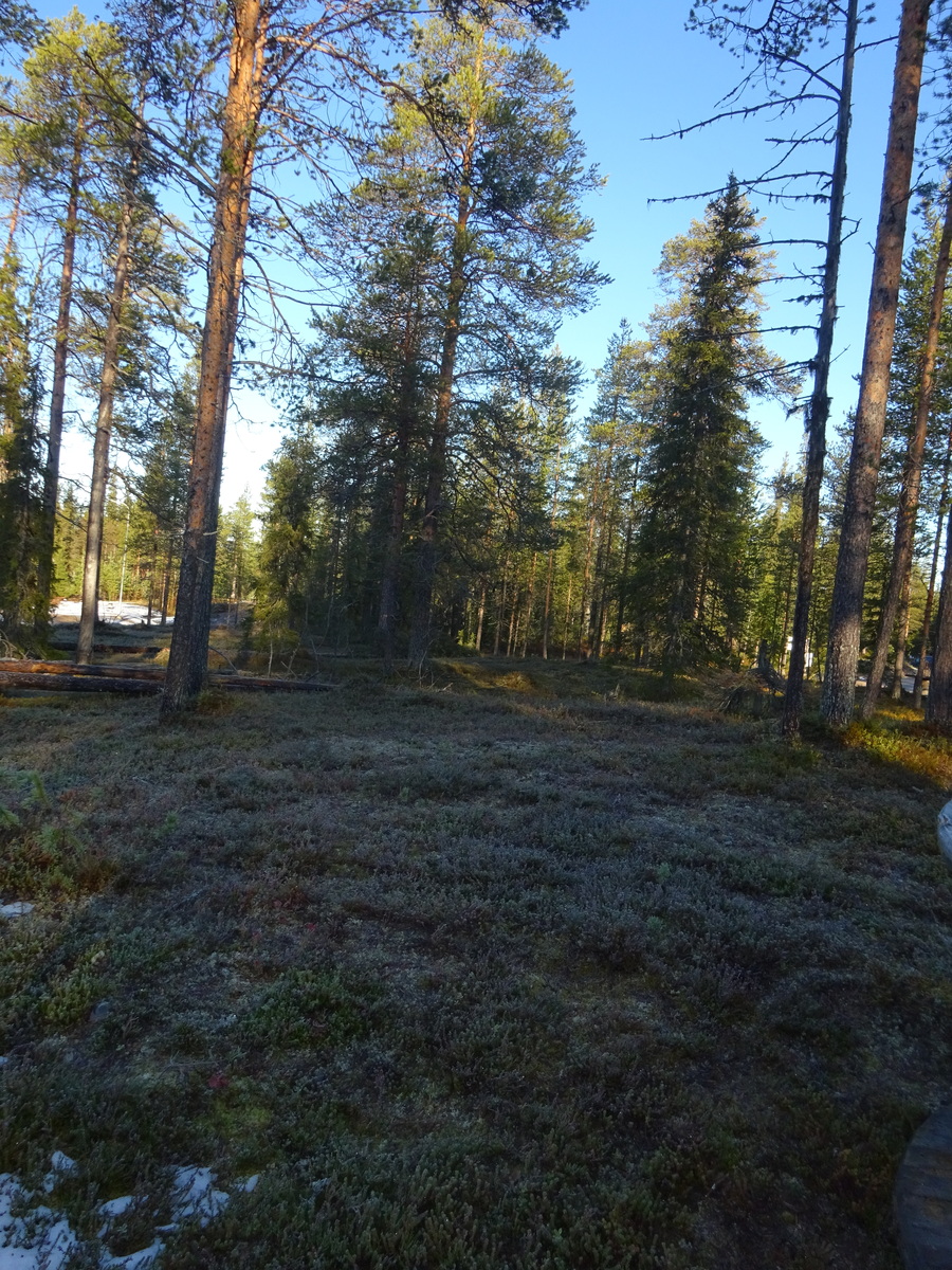 Valokuvassa näkyy mm. tontilla kasvavia puita ja muuta kasvillisuutta.