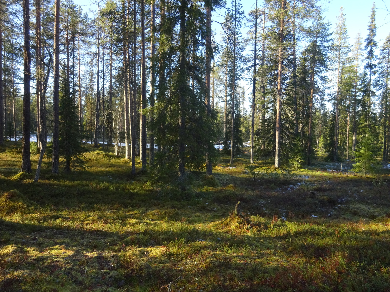 Valokuvassa näkyy mm. tontilla kasvavia puita ja muuta kasvillisuutta.