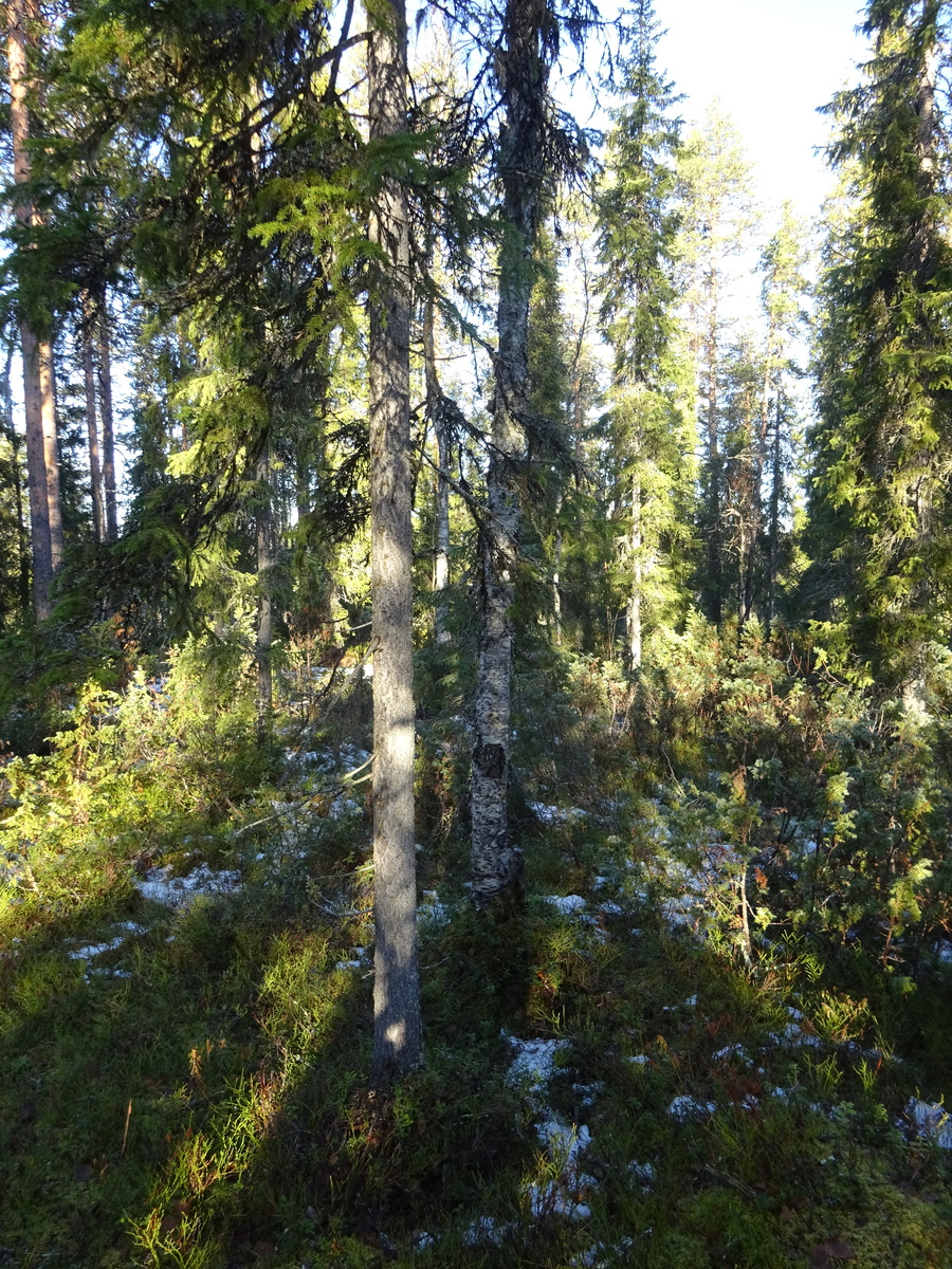 Valokuvassa näkyy mm. tontilla kasvavia puita ja muuta kasvillisuutta.