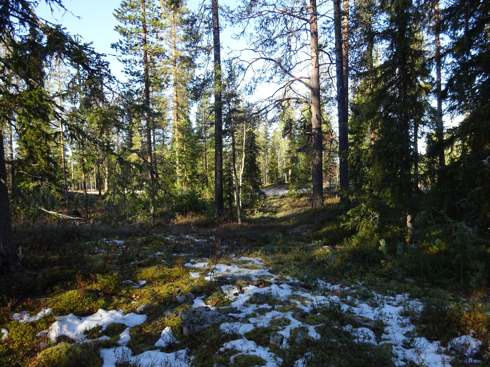 Valokuvassa näkyy mm. tontilla kasvavia puita ja muuta kasvillisuutta.