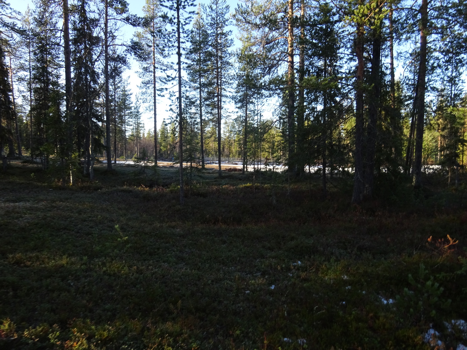 Valokuvassa näkyy mm. tontilla kasvavia puita ja muuta kasvillisuutta.