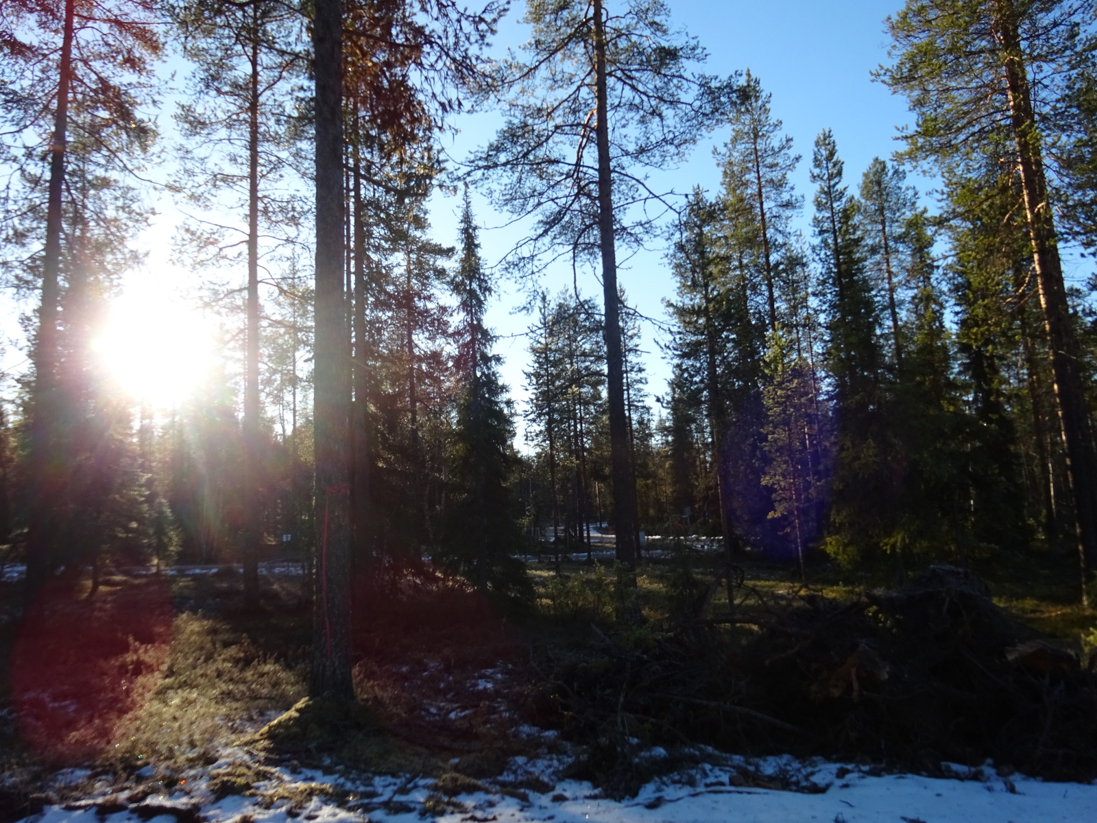 Valokuvassa näkyy mm. tontilla kasvavia puita ja muuta kasvillisuutta.