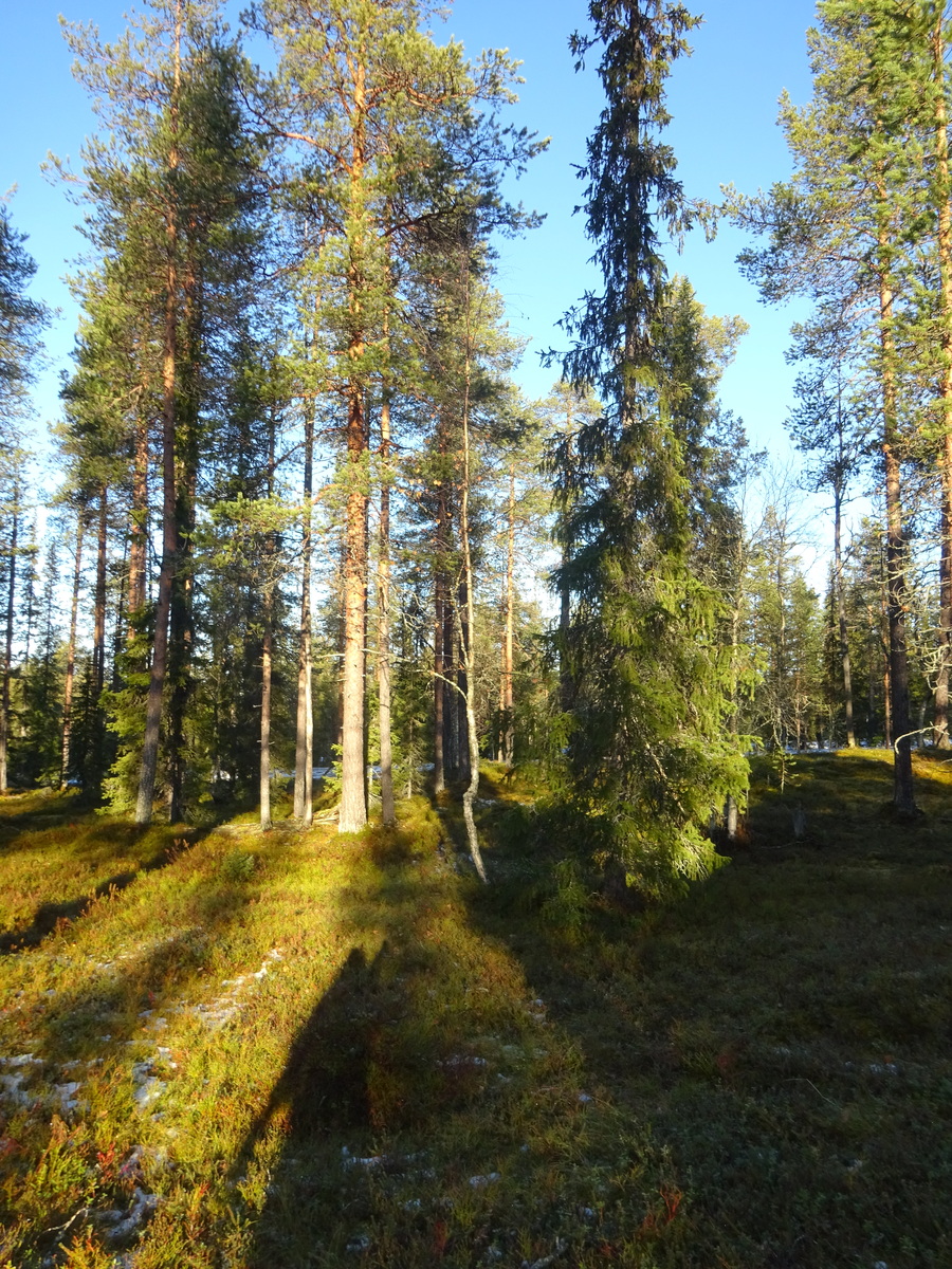 Valokuvassa näkyy mm. tontilla kasvavia puita ja muuta kasvillisuutta.