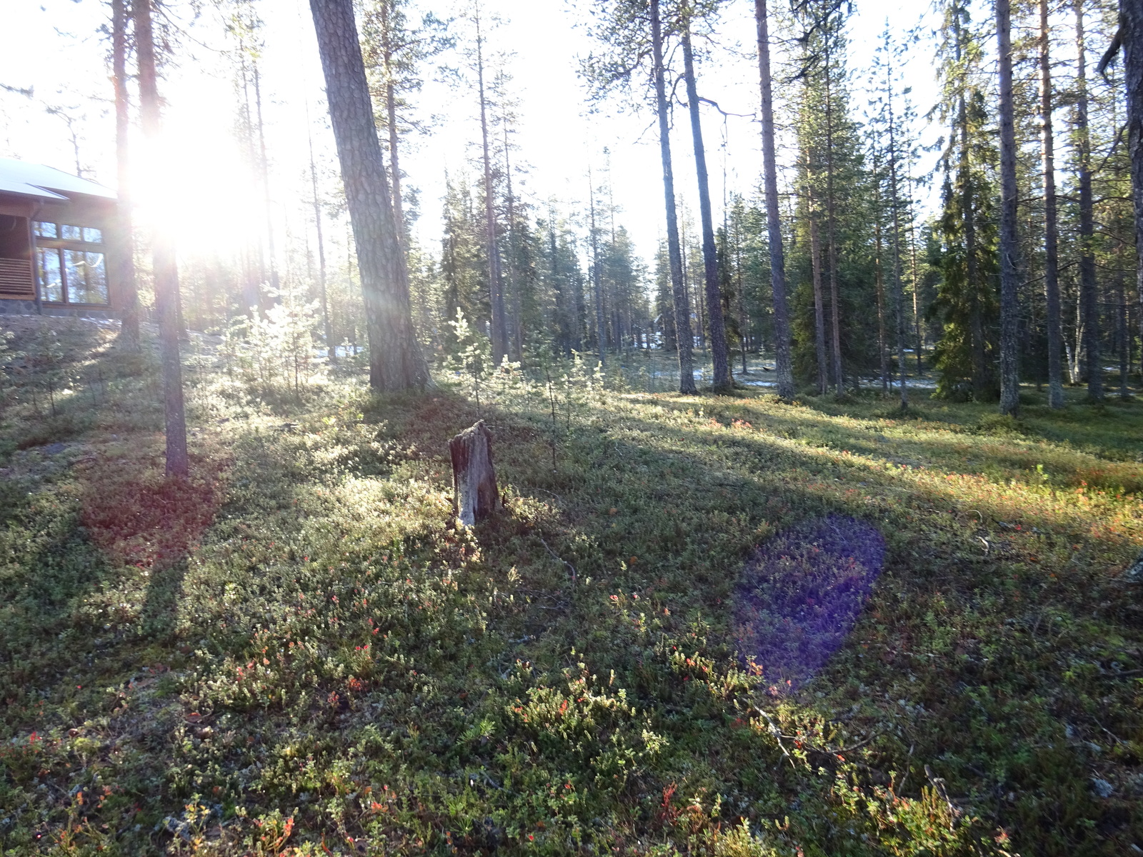 Valokuvassa näkyy mm. tontilla kasvavia puita ja muuta kasvillisuutta.