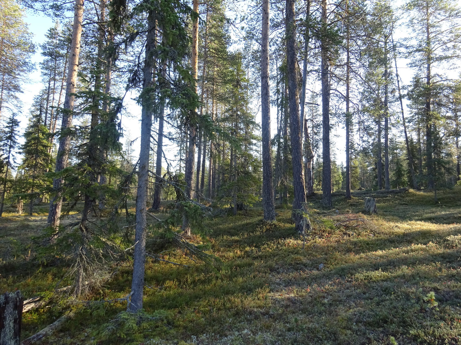 Valokuvassa näkyy mm. tontilla kasvavia puita ja muuta kasvillisuutta.