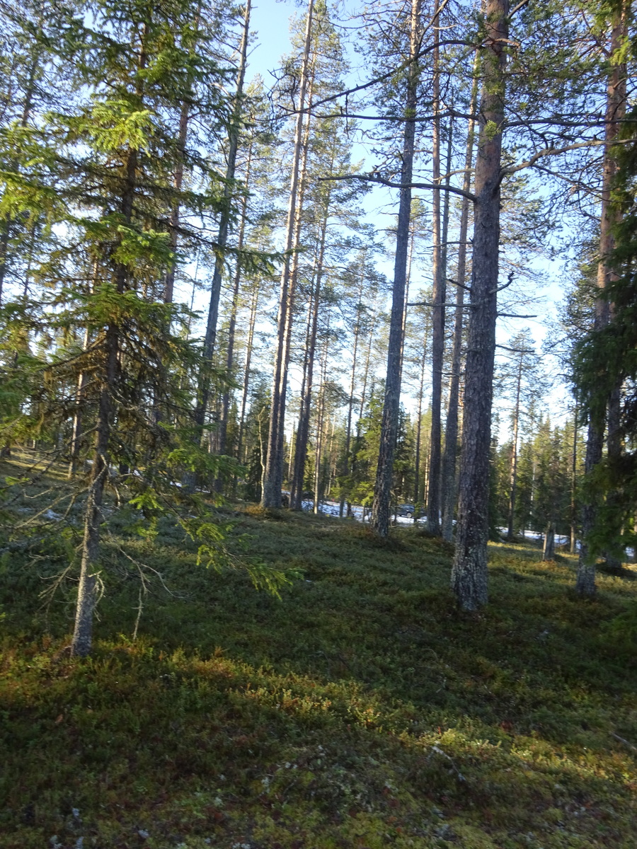 Valokuvassa näkyy mm. tontilla kasvavia puita ja muuta kasvillisuutta.