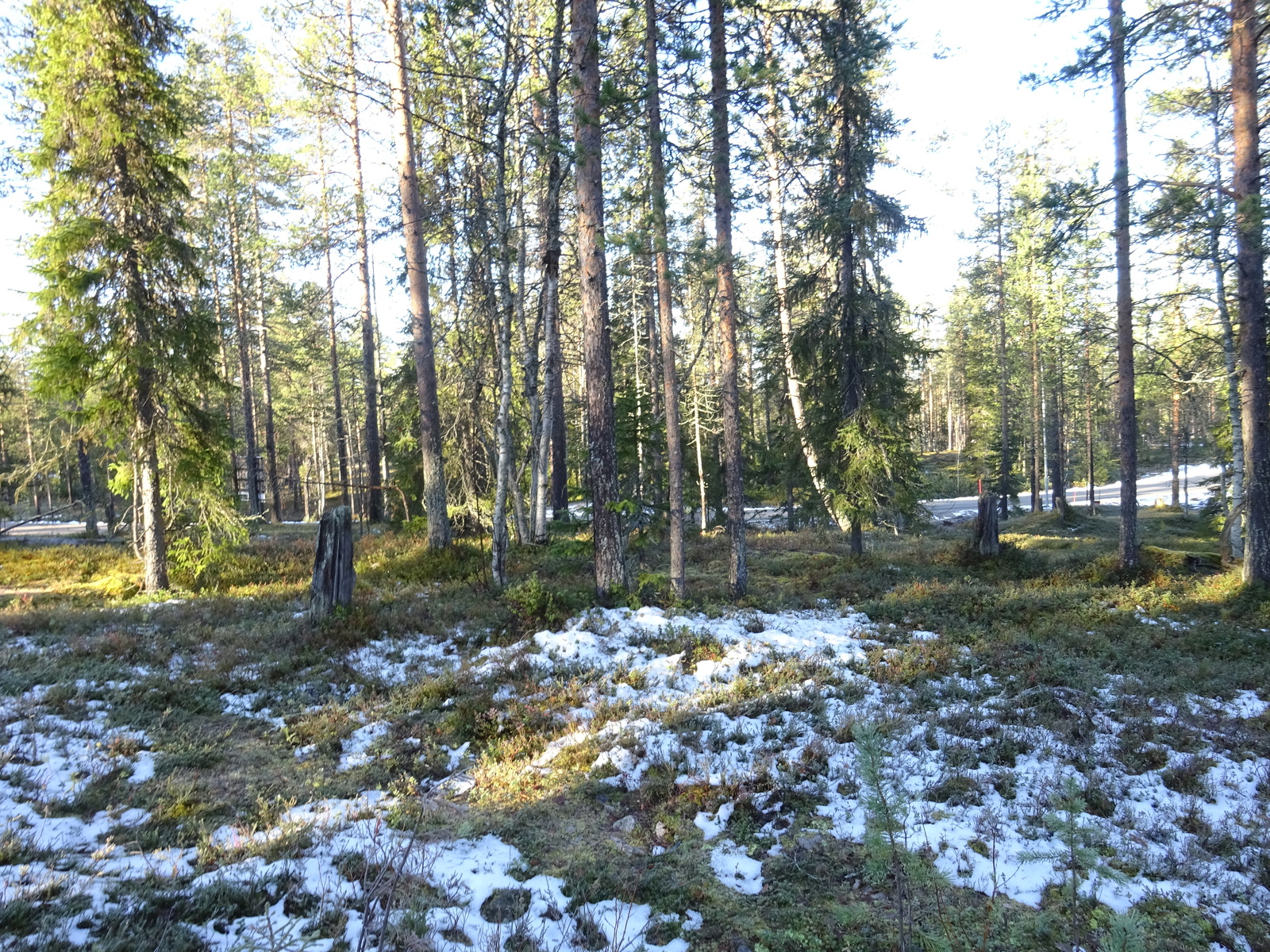 Valokuvassa näkyy mm. tontilla kasvavia puita ja muuta kasvillisuutta.