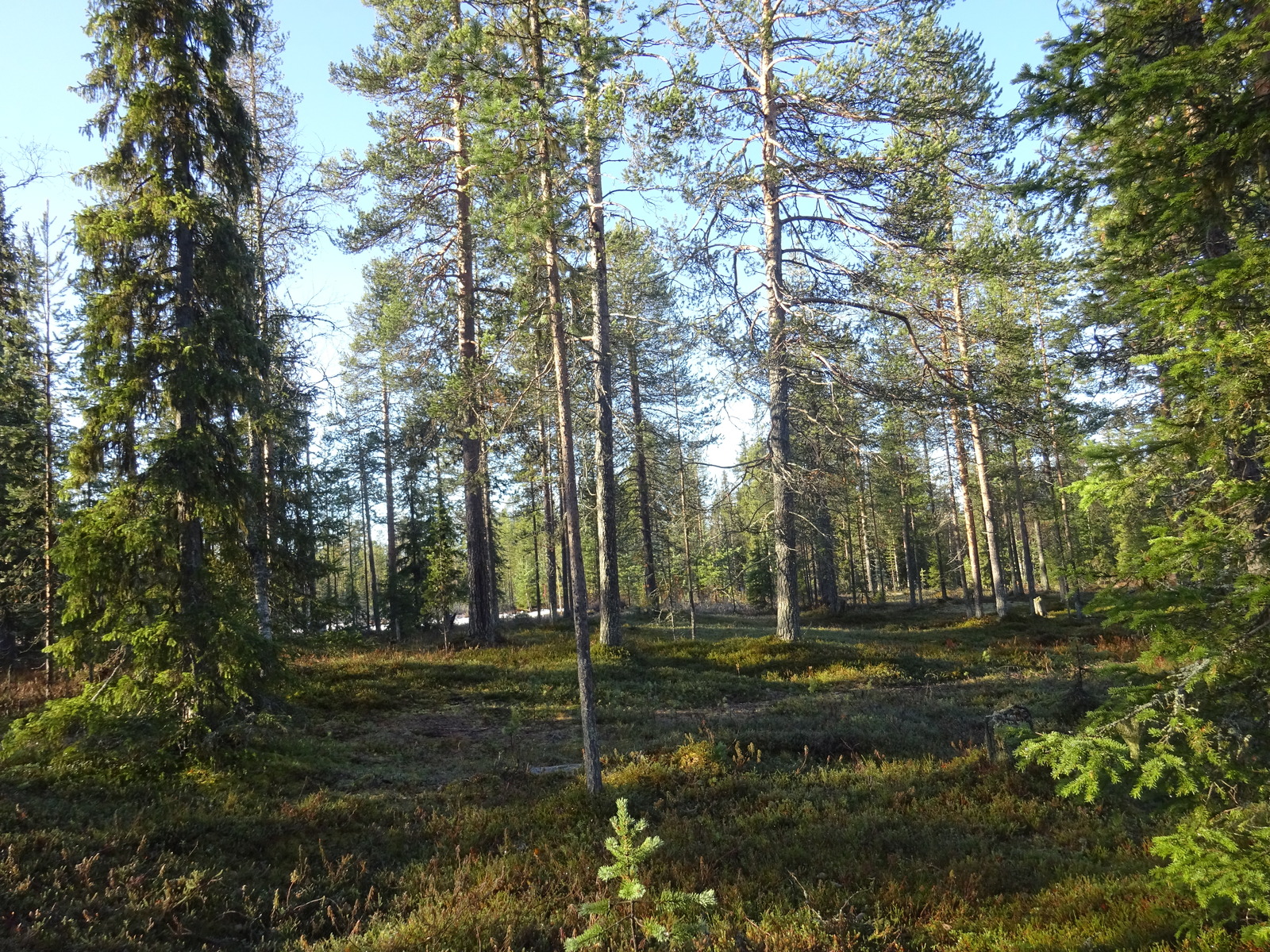 Valokuvassa näkyy mm. tontilla kasvavia puita ja muuta kasvillisuutta.