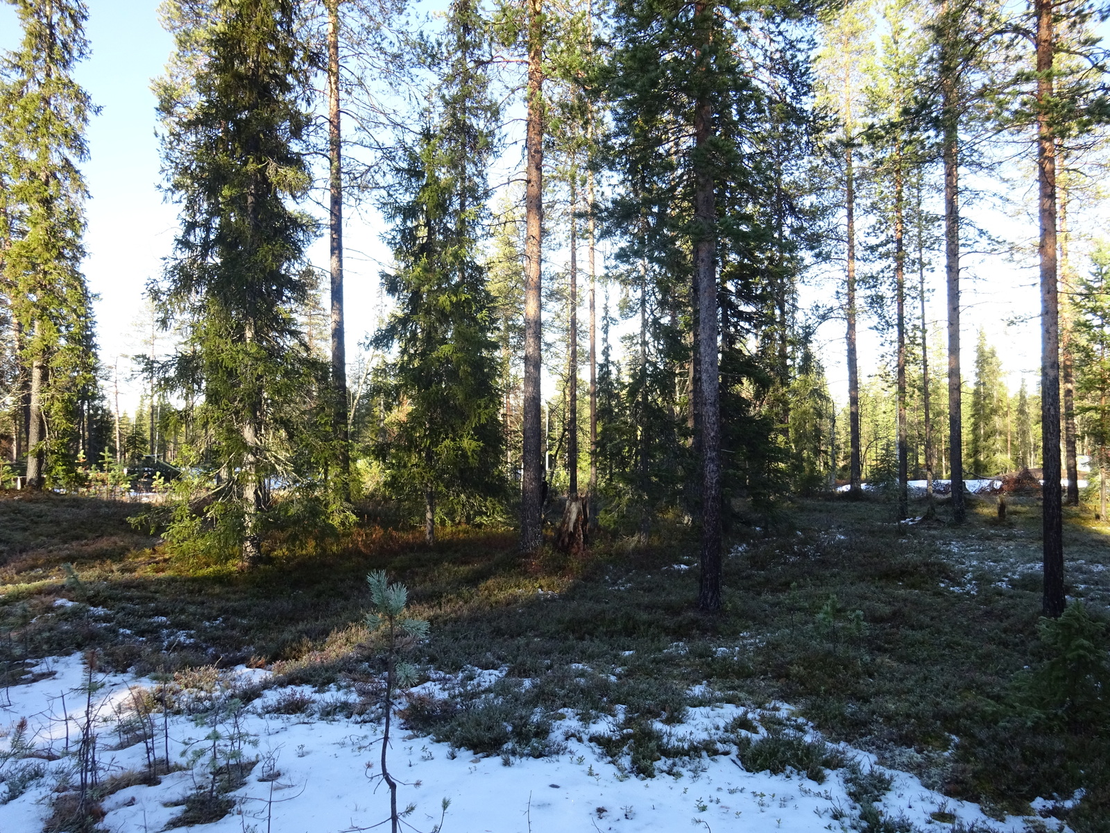 Valokuvassa näkyy mm. tontilla kasvavia puita ja muuta kasvillisuutta.