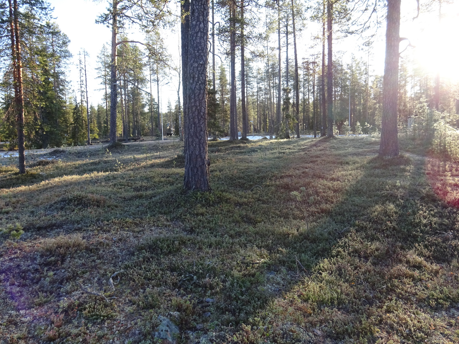 Valokuvassa näkyy mm. tontilla kasvavia puita ja muuta kasvillisuutta.